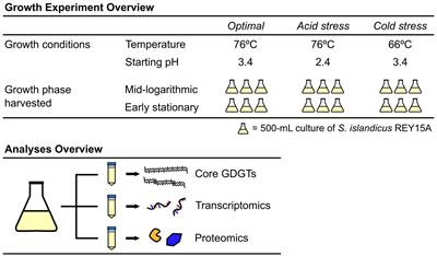 Membrane lipid and expression responses of Saccharolobus islandicus REY15A to acid and cold stress